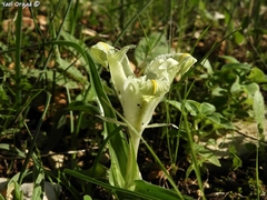 Iris palaestina