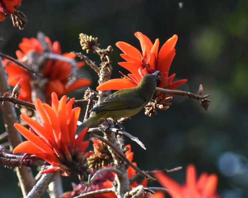 Olive Sunbird (Cyanomitra olivacea), photo 10