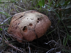 Rubroboletus pulchrotinctus