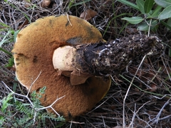 Rubroboletus pulchrotinctus