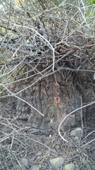 Dioscorea elephantipes