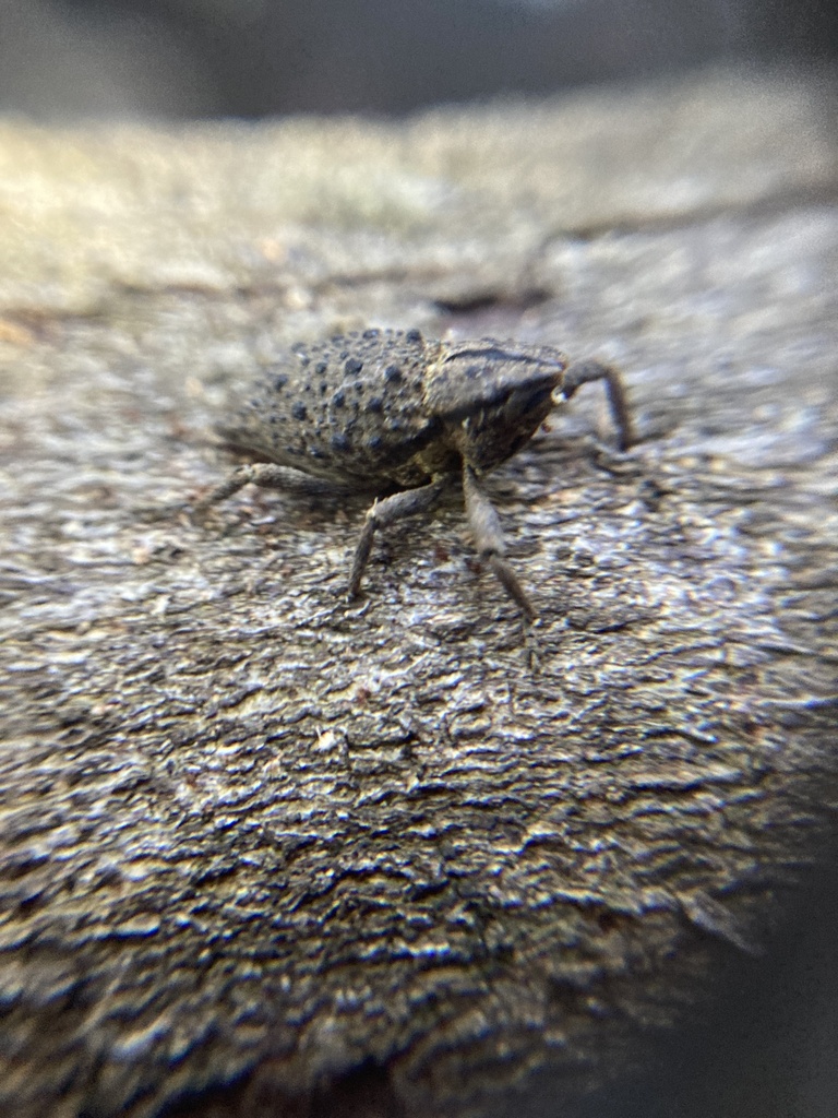 Poropterus ellipticus