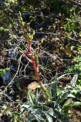 Tillandsia comitanensis