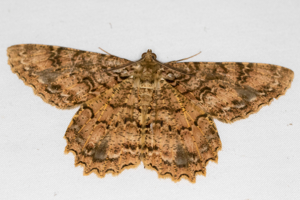 Epimecis conjugaria