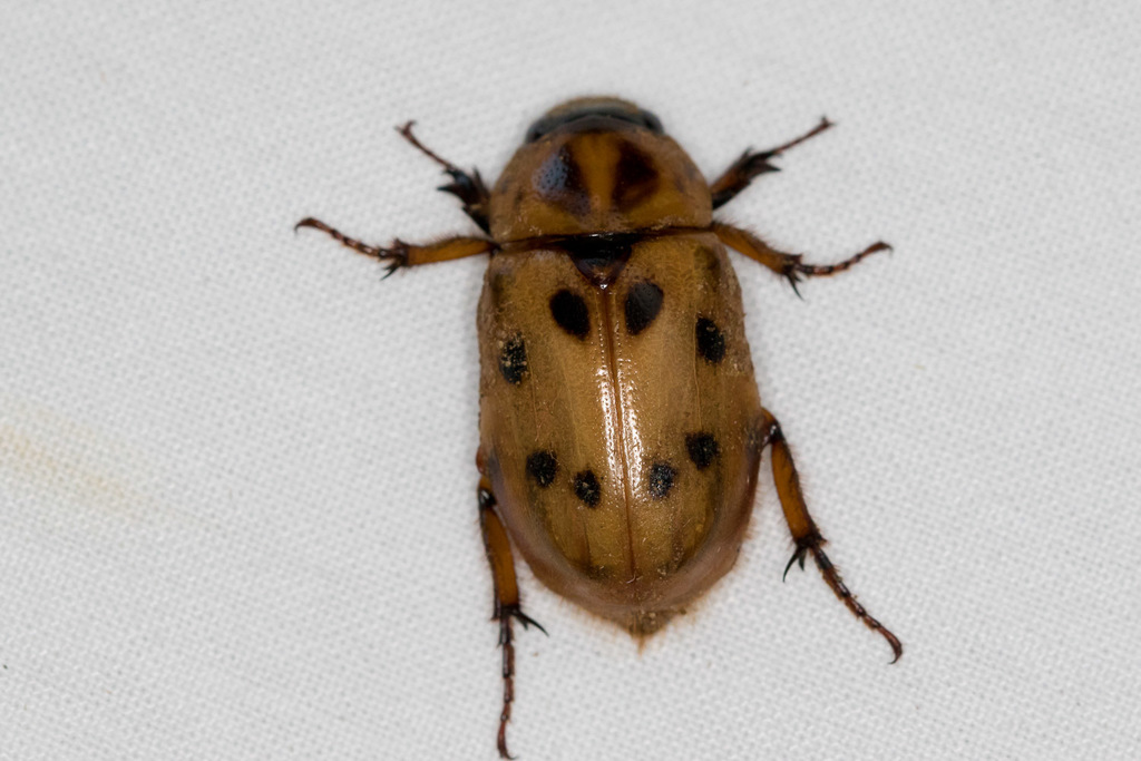 Cyclocephala sexpunctata