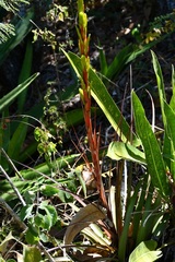 Tillandsia rodrigueziana