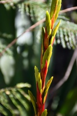 Tillandsia rodrigueziana