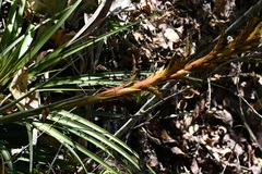 Tillandsia rodrigueziana