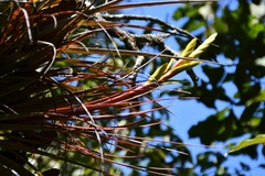 Tillandsia rodrigueziana