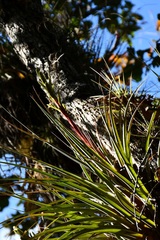 Tillandsia rodrigueziana