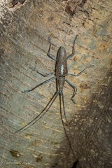 Neoptychodes trilineatus