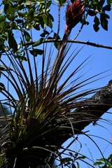 Tillandsia rotundata