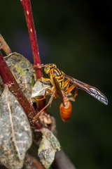 Mischocyttarus angulatus