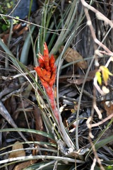 Tillandsia rotundata