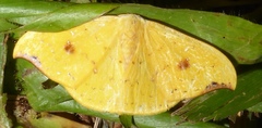 Tridrepana fulvata