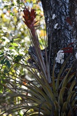 Tillandsia rotundata
