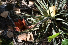 Tillandsia rotundata