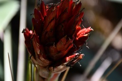 Tillandsia rotundata