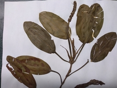 Potamogeton illinoensis