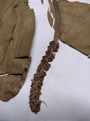 Potamogeton illinoensis