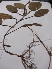 Potamogeton illinoensis