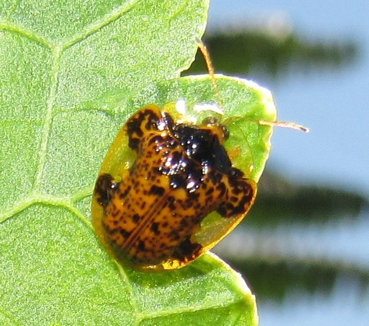 Microctenochira optata