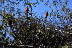 Tillandsia rotundata