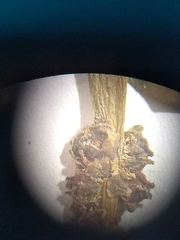 Potamogeton illinoensis