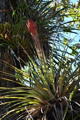 Tillandsia rotundata
