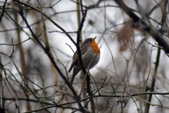 Erithacus rubecula