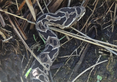 Bothrops alternatus