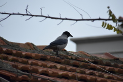 Corvus cornix