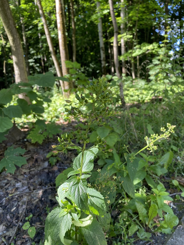 Common Figwort from Брянский государственный университет им. академика ...