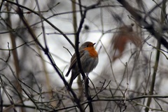 Erithacus rubecula