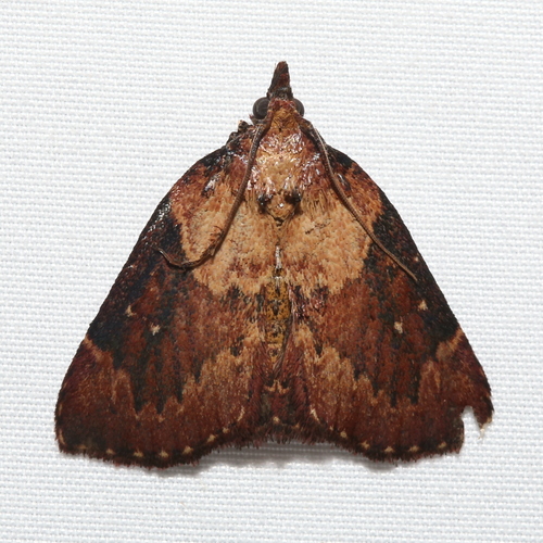 Pawpaw Webworm Moth photo 5