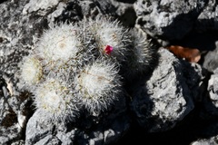Mammillaria albilanata tegelbergiana