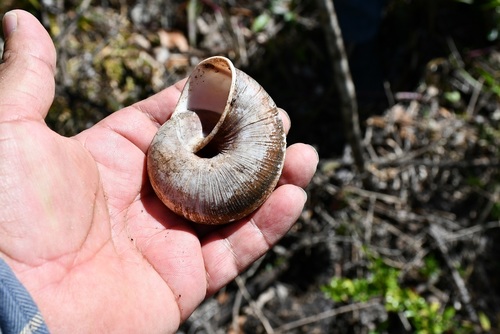 Lysinoe ghiesbreghti