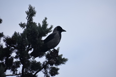 Corvus cornix