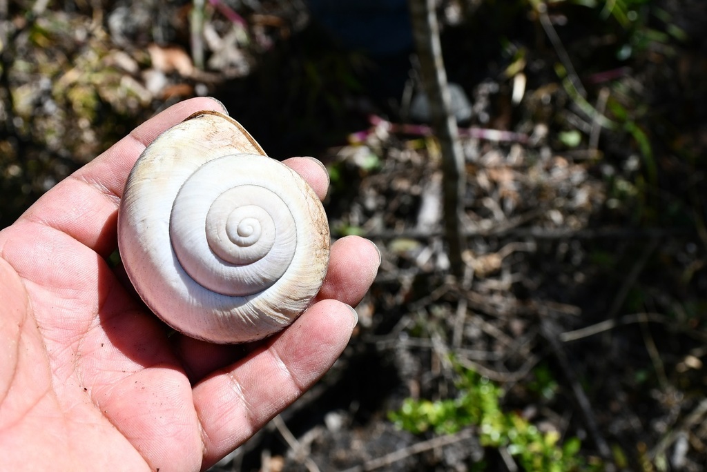 Lysinoe ghiesbreghti