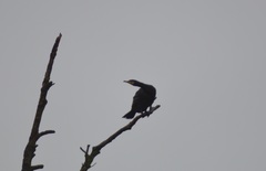 Phalacrocorax carbo
