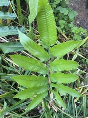 Abacopteris aspera (Abacopteris aspera)