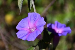Ipomoea orizabensis austromexicana