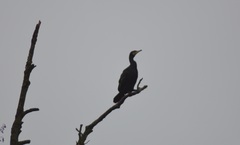 Phalacrocorax carbo
