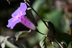 Ipomoea orizabensis austromexicana