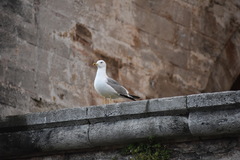 Larus michahellis