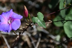 Ipomoea orizabensis austromexicana