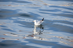 Chroicocephalus ridibundus