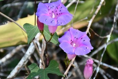 Ipomoea orizabensis austromexicana