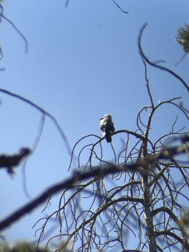 iNaturalist observation photo of Clark's Nutcracker