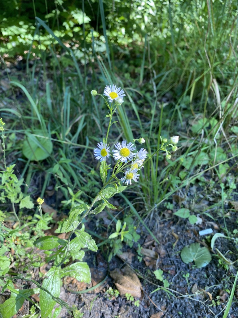 annual fleabane from Брянский государственный университет им. академика ...